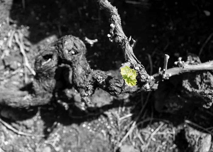 Barca Madalena (Azores)